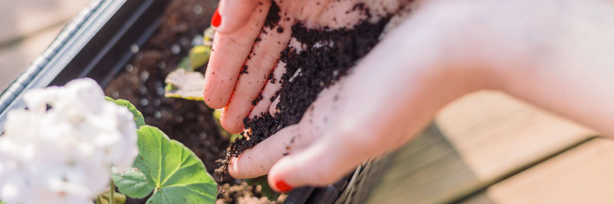 Dicas de como reutilizar a borra de café nas plantas